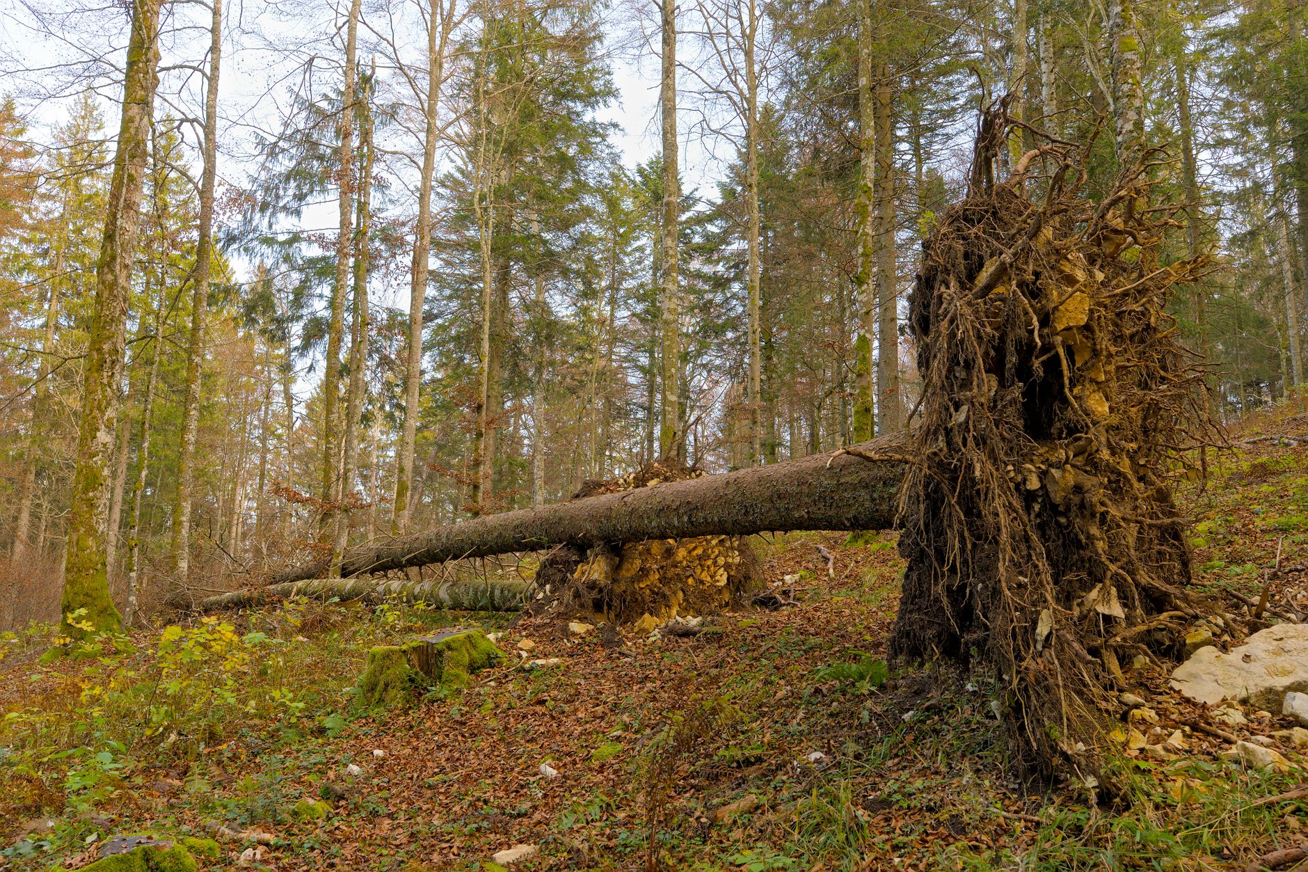 Enlèvement Arbre Urgence à Sucy-en-Brie